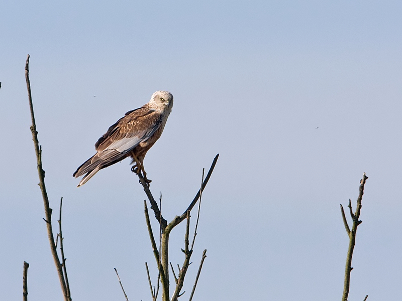 Circus aeruginosus Marsh Harrier Bruine Kiekendief